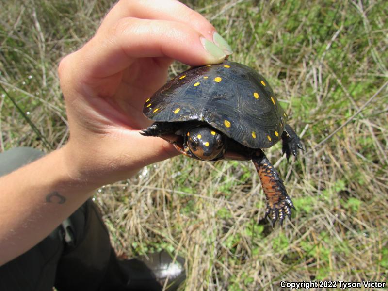 Spotted Turtle (Clemmys guttata)