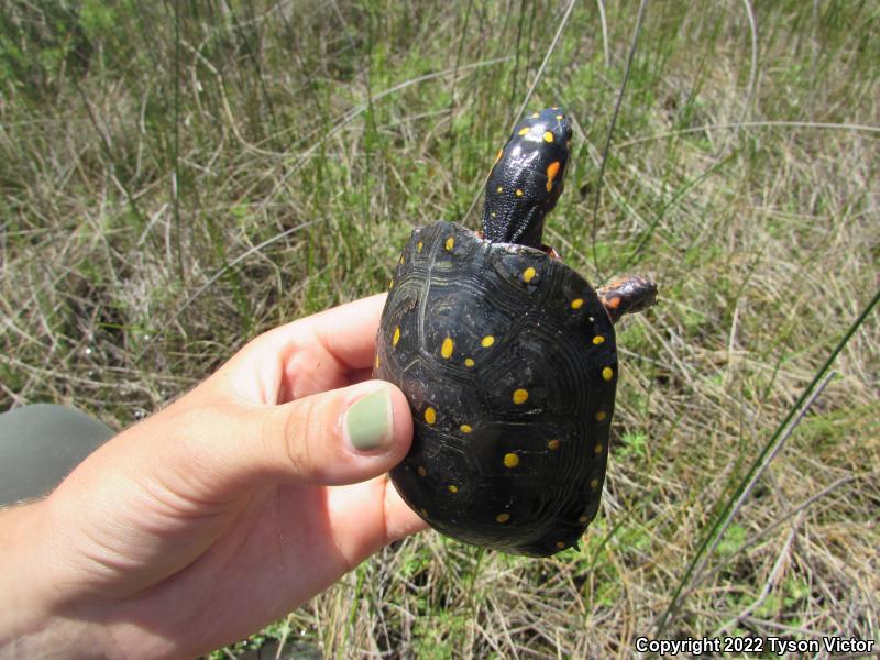 Spotted Turtle (Clemmys guttata)