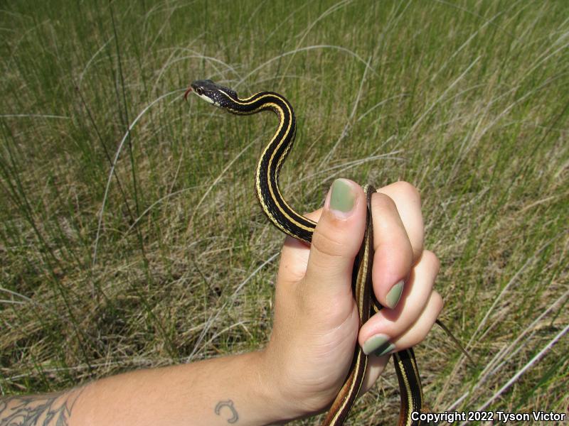 Northern Ribbonsnake (Thamnophis sauritus septentrionalis)