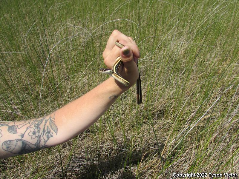 Northern Ribbonsnake (Thamnophis sauritus septentrionalis)