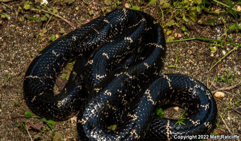 Eastern Kingsnake (Lampropeltis getula getula)