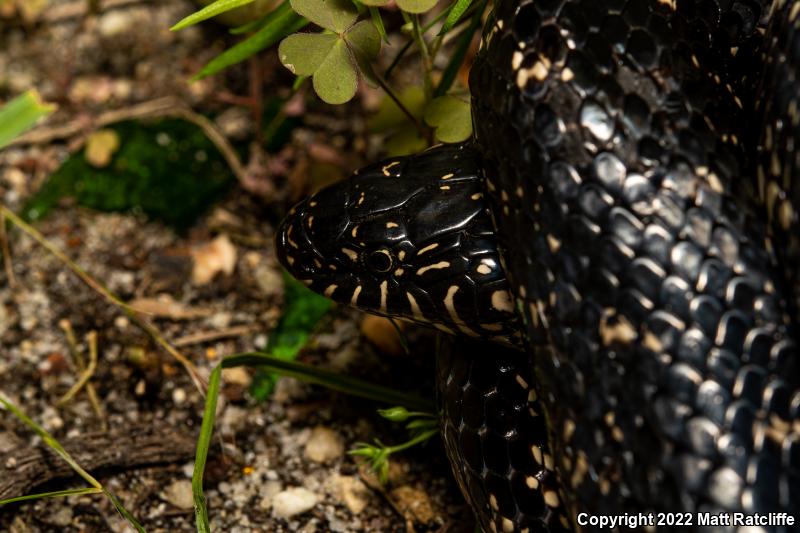 Eastern Kingsnake (Lampropeltis getula getula)