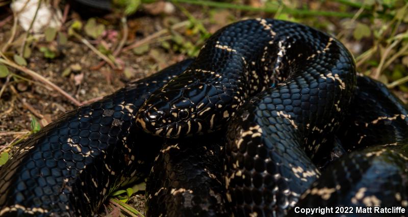 Eastern Kingsnake (Lampropeltis getula getula)