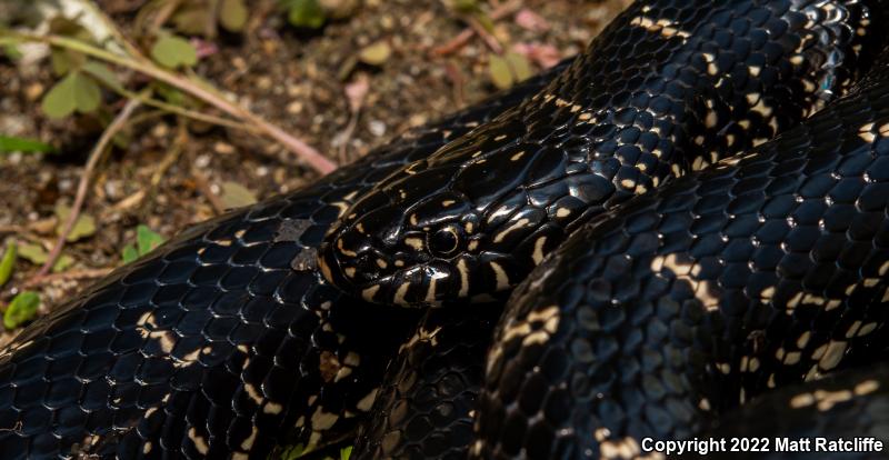 Eastern Kingsnake (Lampropeltis getula getula)