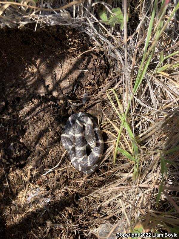 California Kingsnake (Lampropeltis getula californiae)