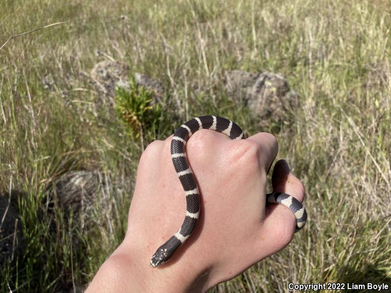 California Kingsnake (Lampropeltis getula californiae)