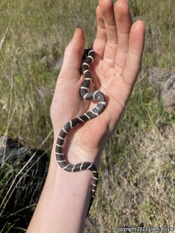 California Kingsnake (Lampropeltis getula californiae)