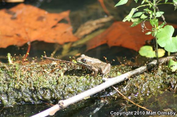 Bronze Frog (Lithobates clamitans clamitans)