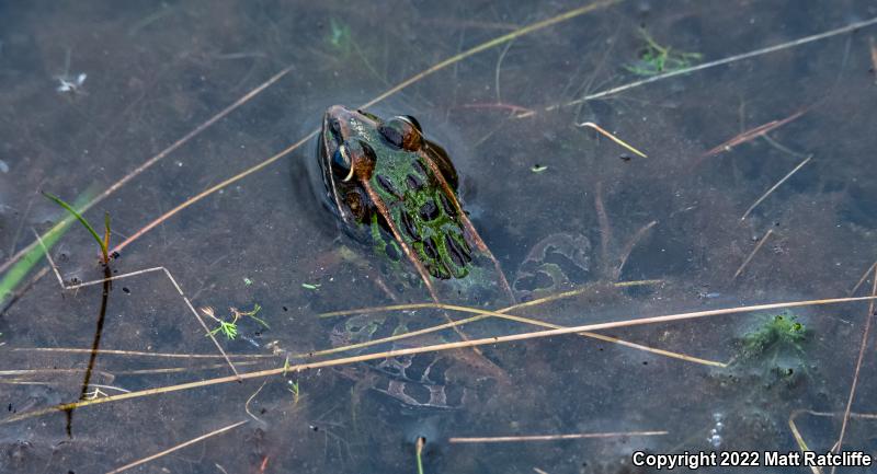 Southern Leopard Frog (Lithobates sphenocephalus utricularius)