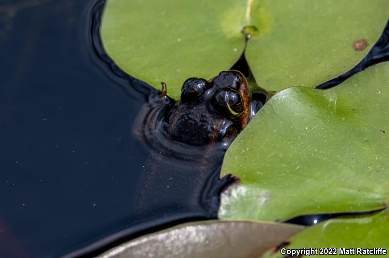 Carpenter Frog (Lithobates virgatipes)