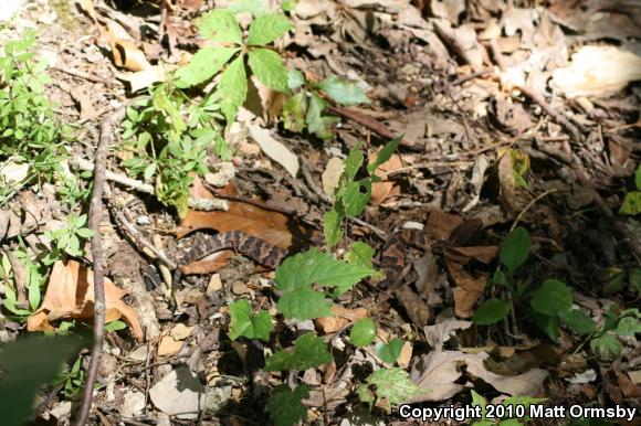 Western Cottonmouth (Agkistrodon piscivorus leucostoma)