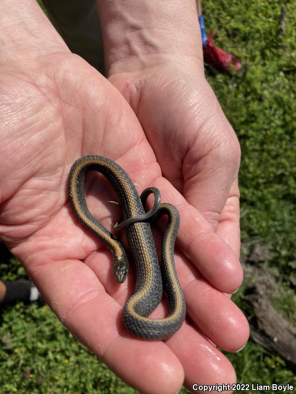 Santa Cruz Gartersnake (Thamnophis atratus atratus)