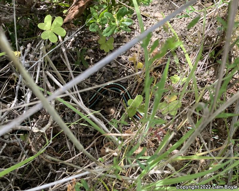 San Francisco Gartersnake (Thamnophis sirtalis tetrataenia)