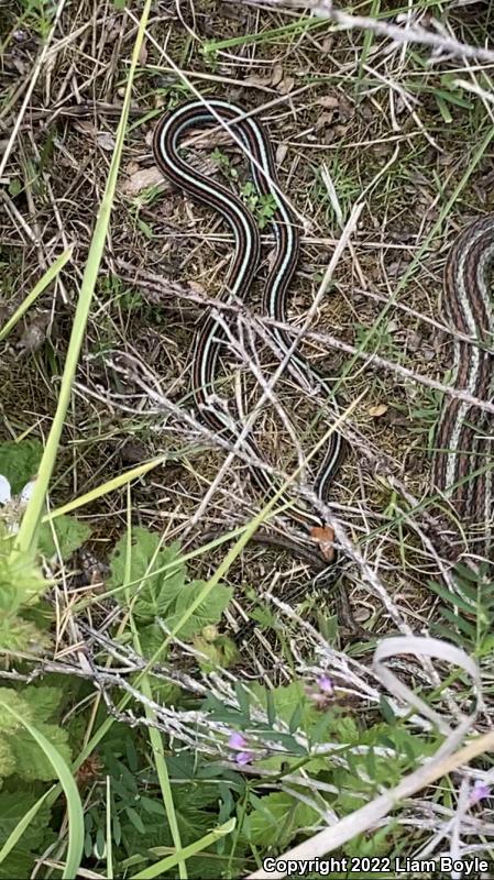 San Francisco Gartersnake (Thamnophis sirtalis tetrataenia)