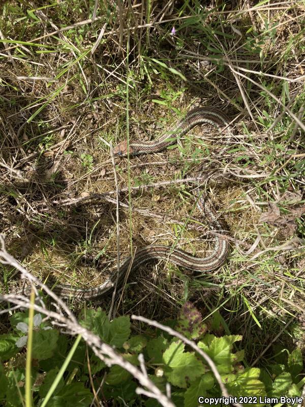 San Francisco Gartersnake (Thamnophis sirtalis tetrataenia)