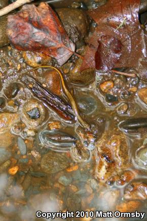 Blue Ridge Two-lined Salamander (Eurycea wilderae)