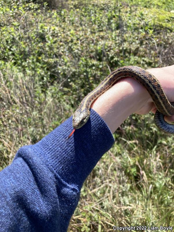 Coast Gartersnake (Thamnophis elegans terrestris)