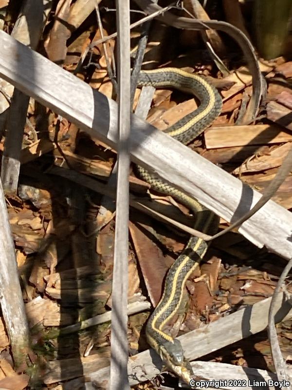 Aquatic Gartersnake (Thamnophis atratus)