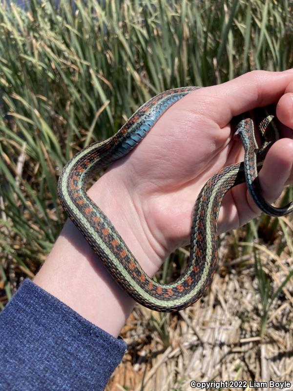 California Red-sided Gartersnake (Thamnophis sirtalis infernalis)