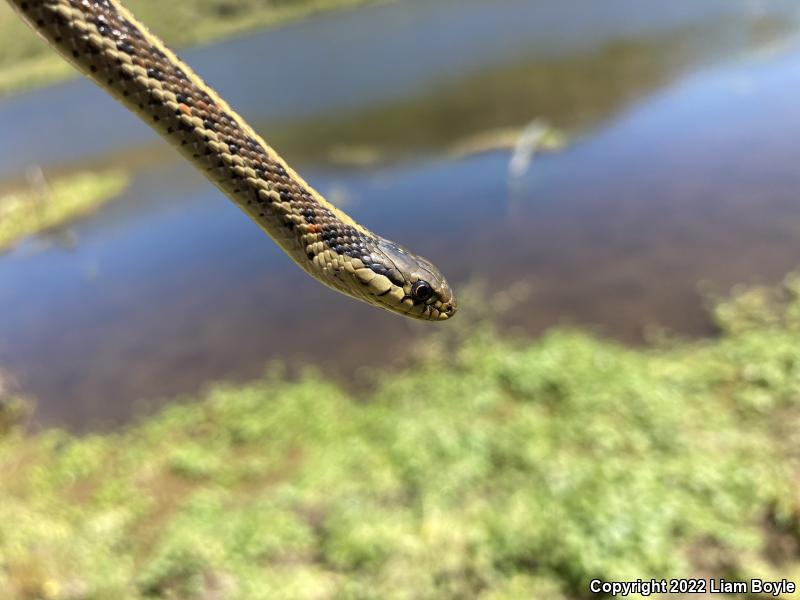 Coast Gartersnake (Thamnophis elegans terrestris)