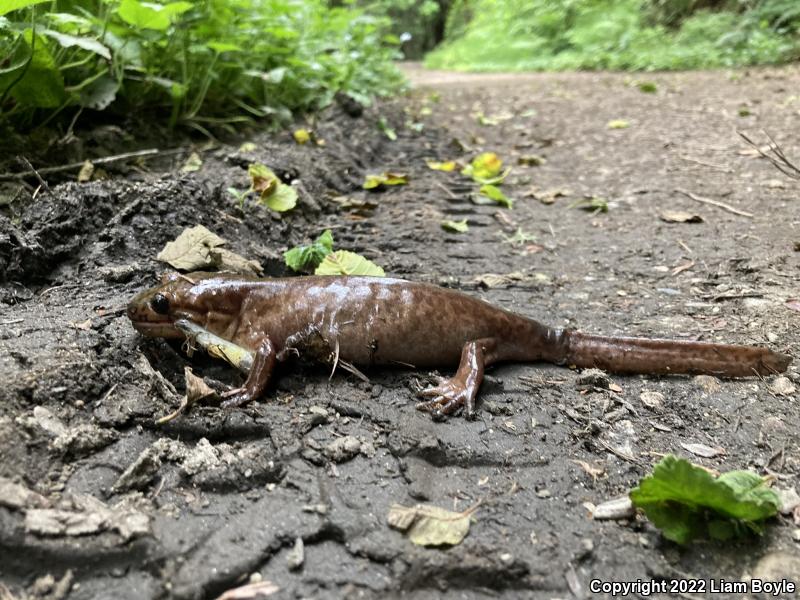 California Giant Salamander (Dicamptodon ensatus)