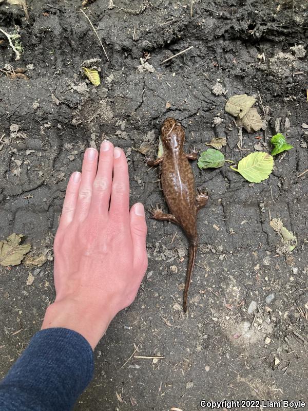 California Giant Salamander (Dicamptodon ensatus)