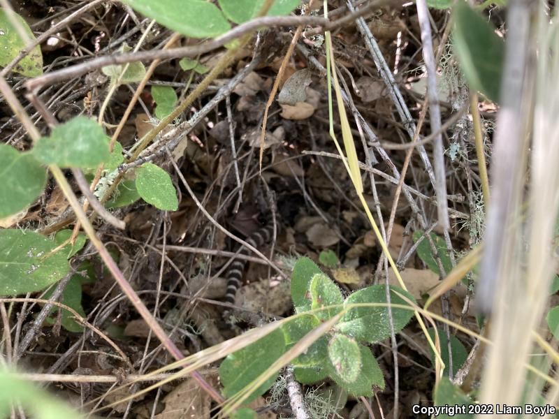 Northern Pacific Rattlesnake (Crotalus oreganus oreganus)