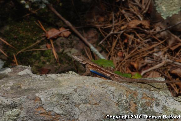 Prairie Lizard (Sceloporus consobrinus)