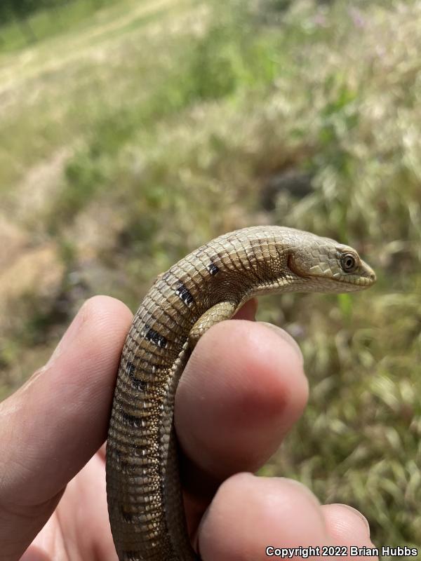 California Alligator Lizard (Elgaria multicarinata multicarinata)