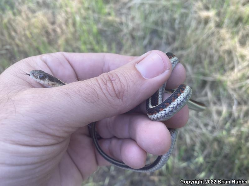 Valley Gartersnake (Thamnophis sirtalis fitchi)