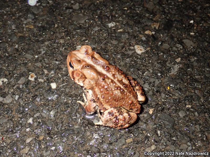 Eastern American Toad (Anaxyrus americanus americanus)