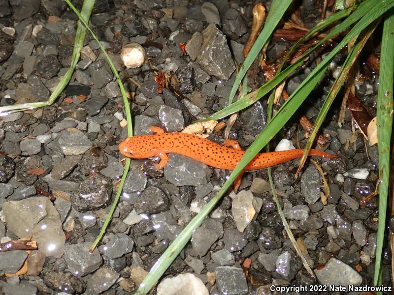 Northern Red Salamander (Pseudotriton ruber ruber)