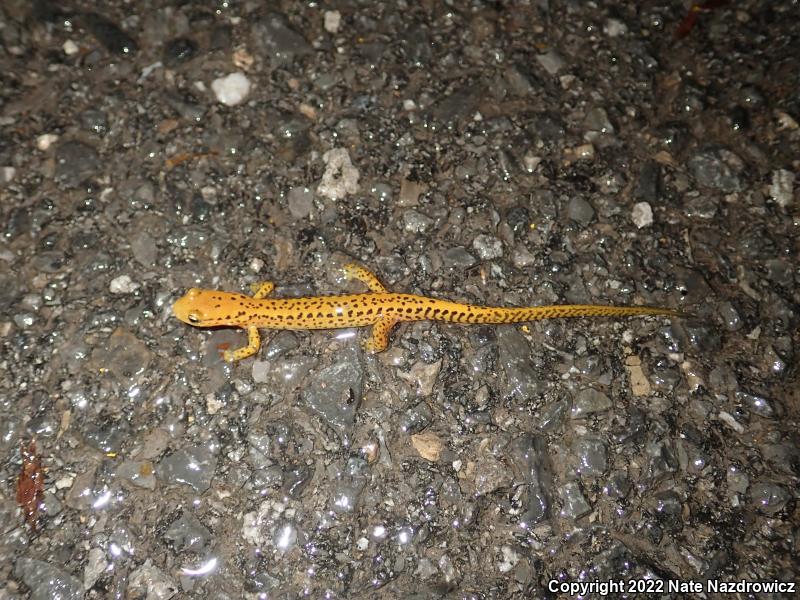 Long-tailed Salamander (Eurycea longicauda longicauda)