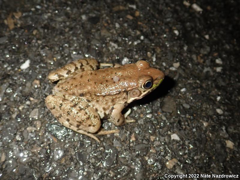 Green Frog (Lithobates clamitans)