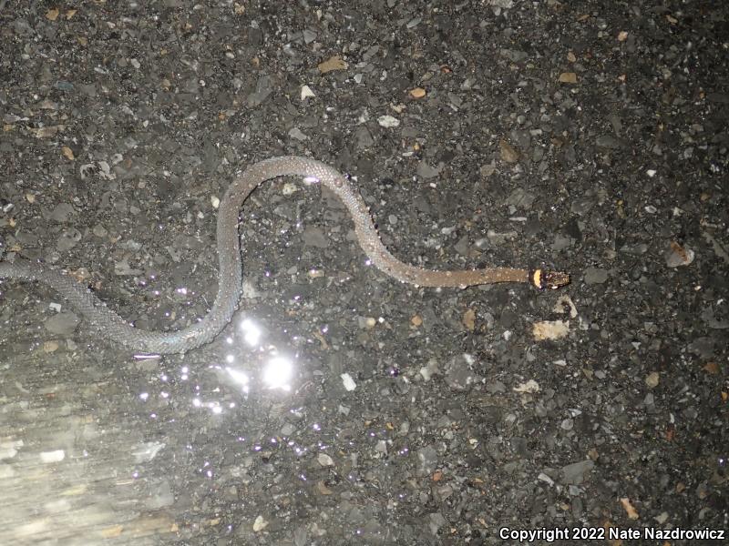 Northern Ring-necked Snake (Diadophis punctatus edwardsii)