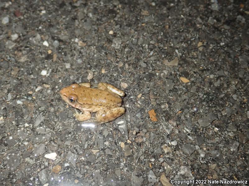 Green Frog (Lithobates clamitans)