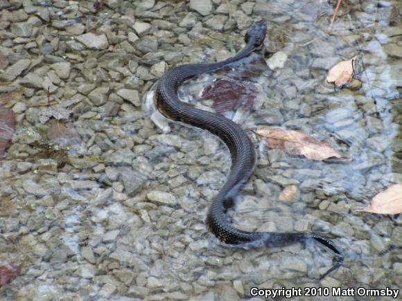 Western Cottonmouth (Agkistrodon piscivorus leucostoma)