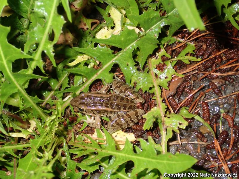 Pickerel Frog (Lithobates palustris)