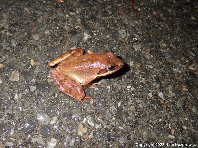 Wood Frog (Lithobates sylvaticus)