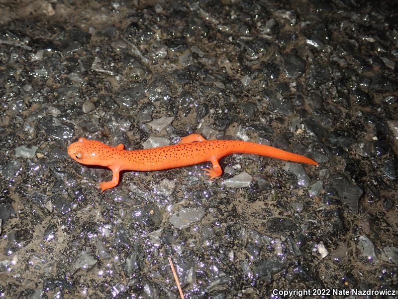 Northern Red Salamander (Pseudotriton ruber ruber)