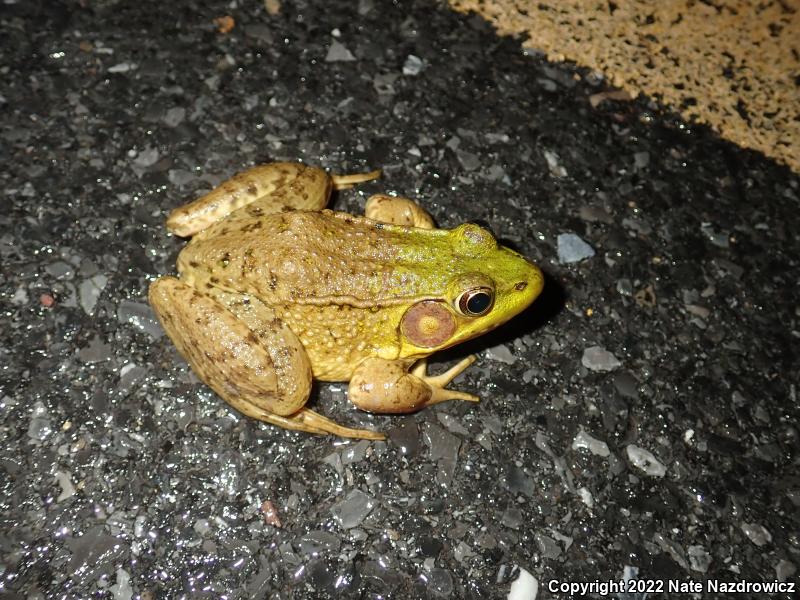 Green Frog (Lithobates clamitans)