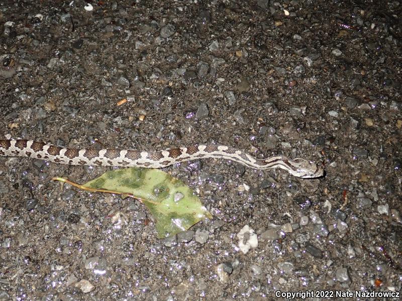 Black Ratsnake (Pantherophis obsoletus)