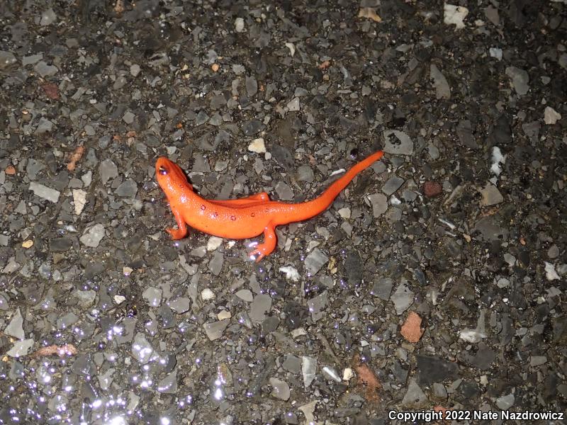 Red-Spotted Newt (Notophthalmus viridescens viridescens)