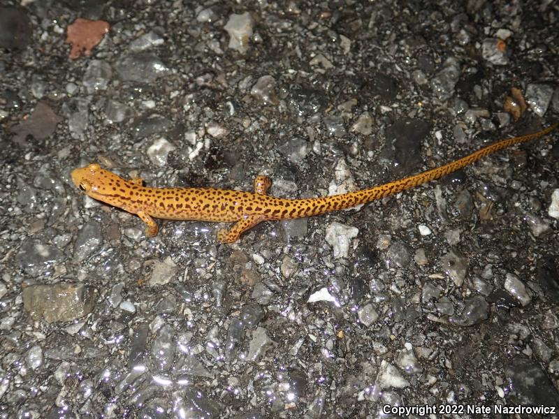 Long-tailed Salamander (Eurycea longicauda longicauda)