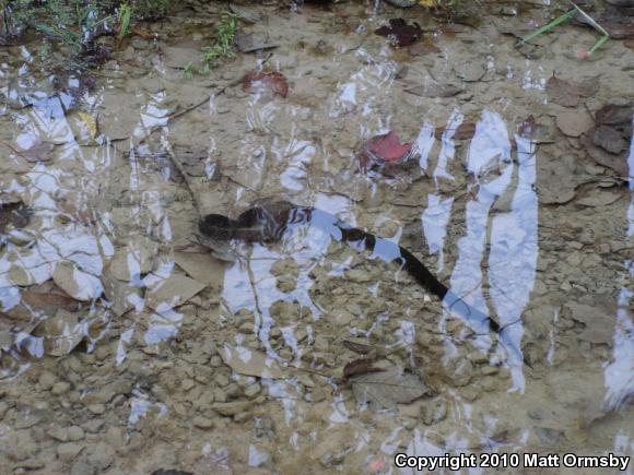 Western Cottonmouth (Agkistrodon piscivorus leucostoma)