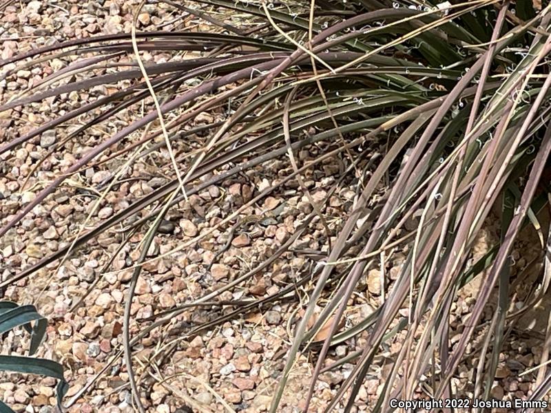 New Mexico Whiptail (Aspidoscelis neomexicana)