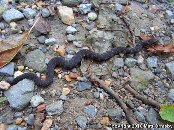 Yellow-bellied Watersnake (Nerodia erythrogaster flavigaster)