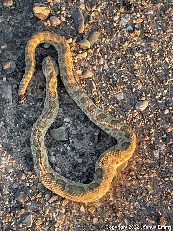 Prairie Rattlesnake (Crotalus viridis)