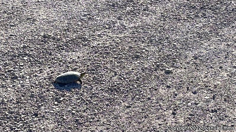 Western Painted Turtle (Chrysemys picta bellii)