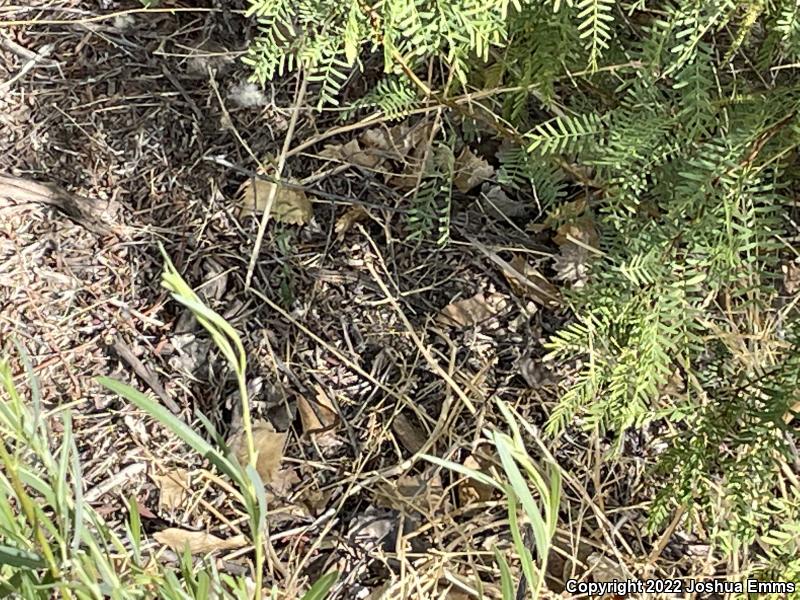 Eastern Side-blotched Lizard (Uta stansburiana stejnegeri)